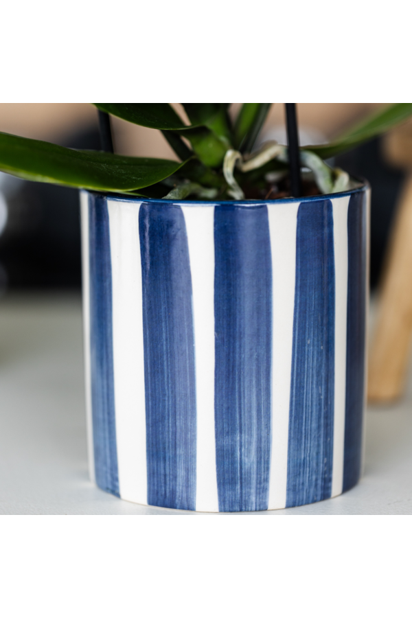 Ensemble d'orchidées Phalaenopsis blanches