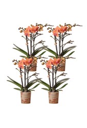 Orchidee COMBI DEAL van 4 oranje