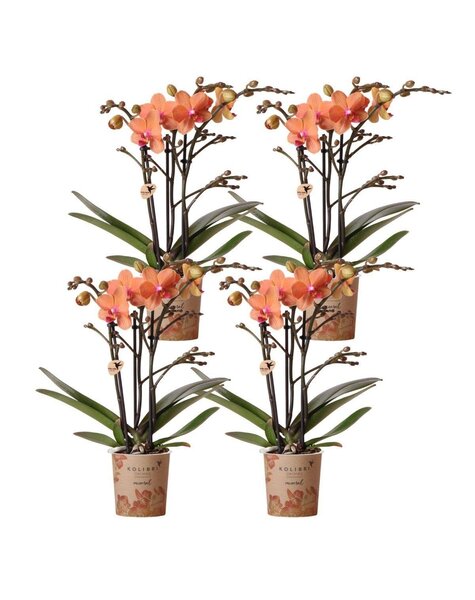 Kolibri Orchids Orchidee