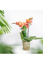 Orchidee COMBI DEAL van 4 oranje