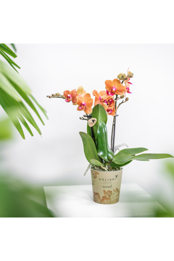 Orchidee COMBI DEAL van 4 oranje
