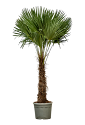 Trachycarpus waaierpalm Kingsize