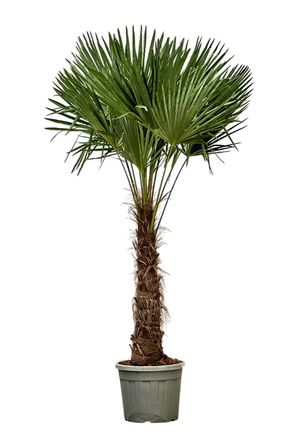 Trachycarpus waaierpalm Kingsize