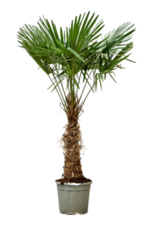 Trachycarpus waaierpalm XL