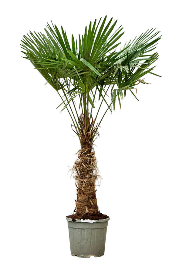Trachycarpus waaierpalm XL