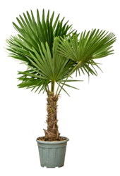 Trachycarpus waaierpalm M