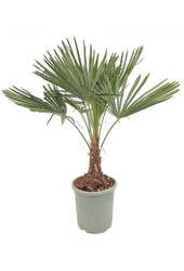 Trachycarpus waaierpalm M
