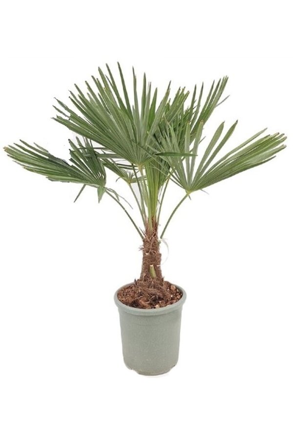 Trachycarpus waaierpalm M