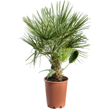 Chamaerops
