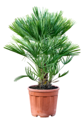 Chamaerops Humilis XL