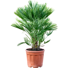 Chamaerops