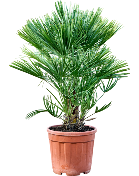 Chamaerops