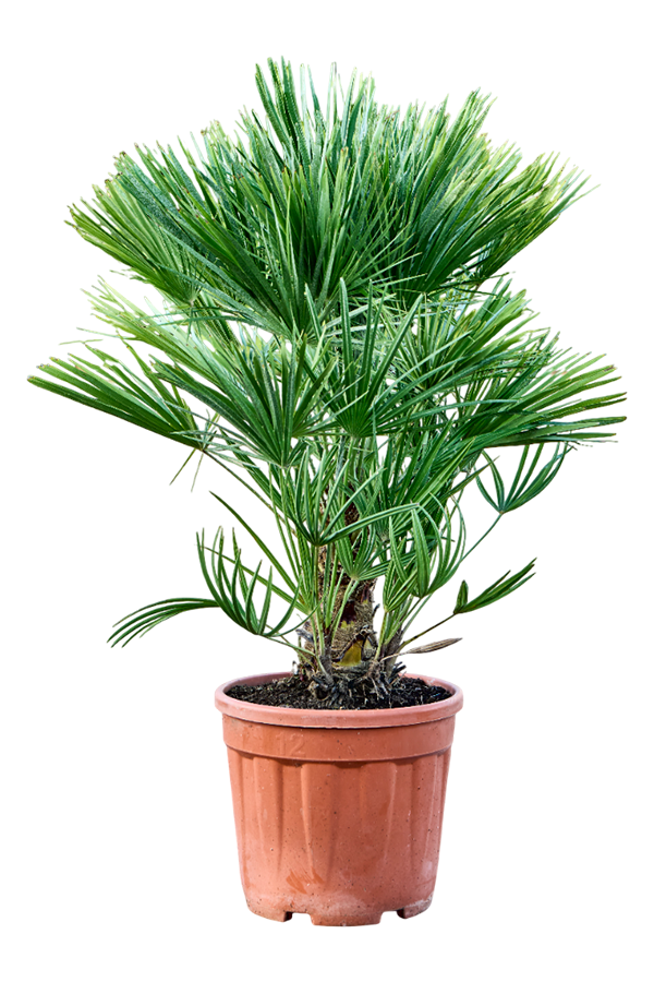 Chamaerops Humilis XL
