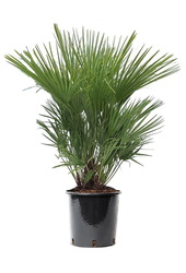 Chamaerops Humilis XXL