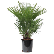 Chamaerops