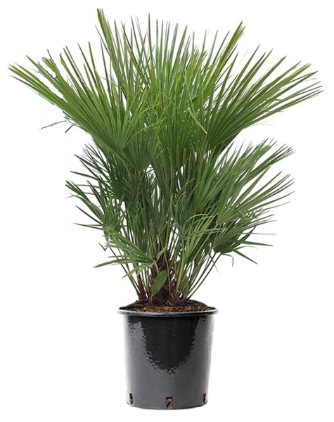 Chamaerops