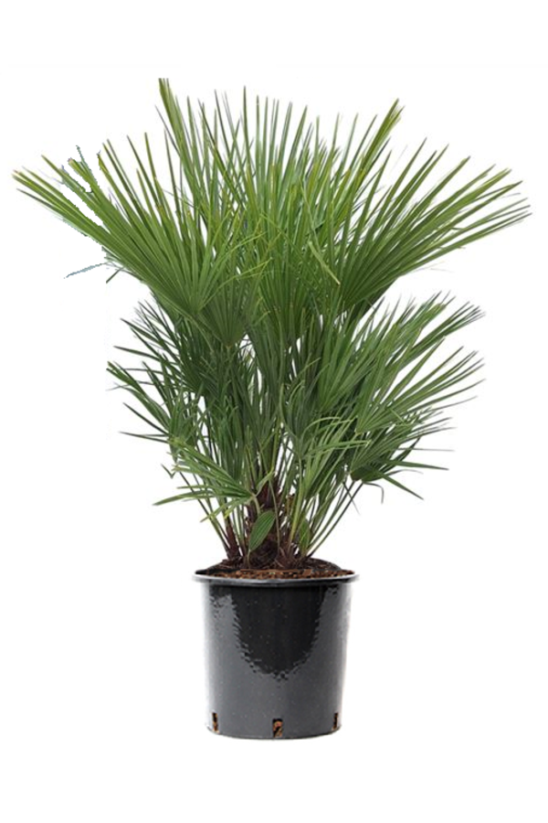Chamaerops Humilis XXL