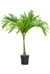 Veitchia KingSize