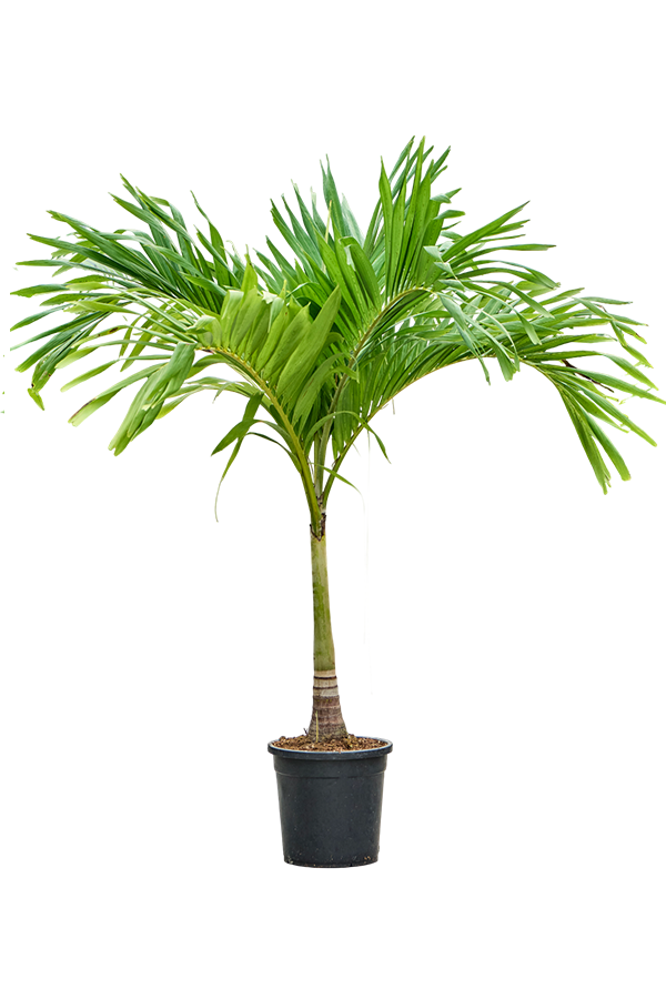 Veitchia KingSize
