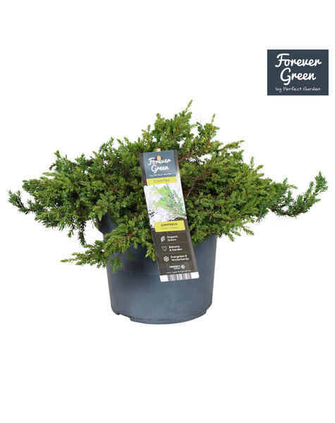 Juniperus communis Green Carpet P19