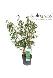 Fargesia murieliae Early Green P23