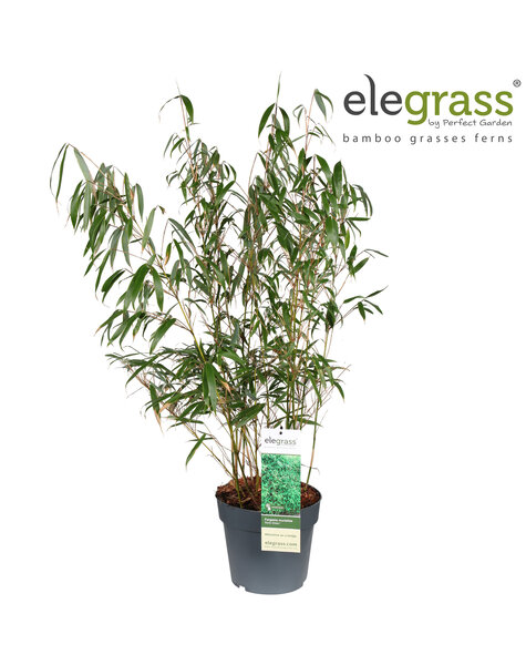 Fargesia murieliae Early Green P23