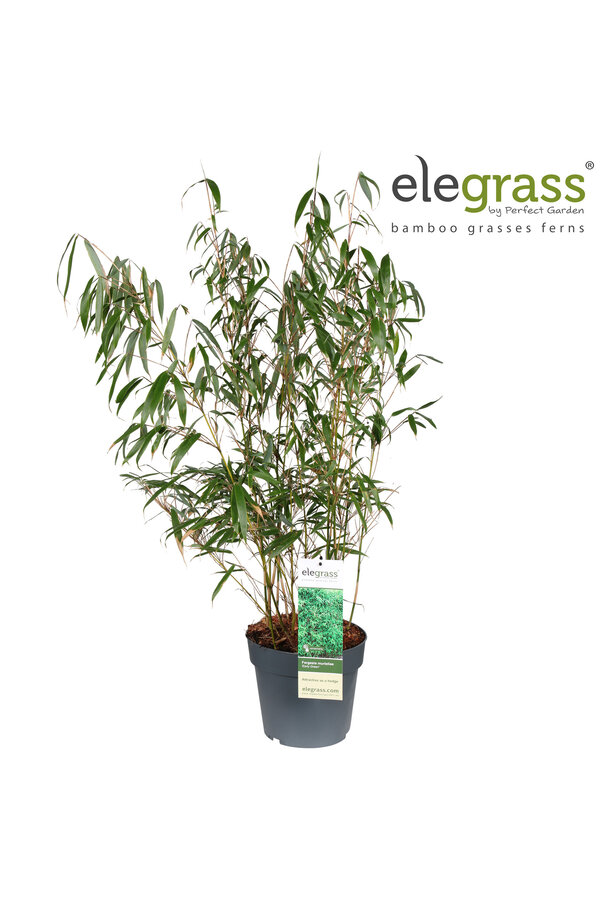 Fargesia murieliae Early Green P23