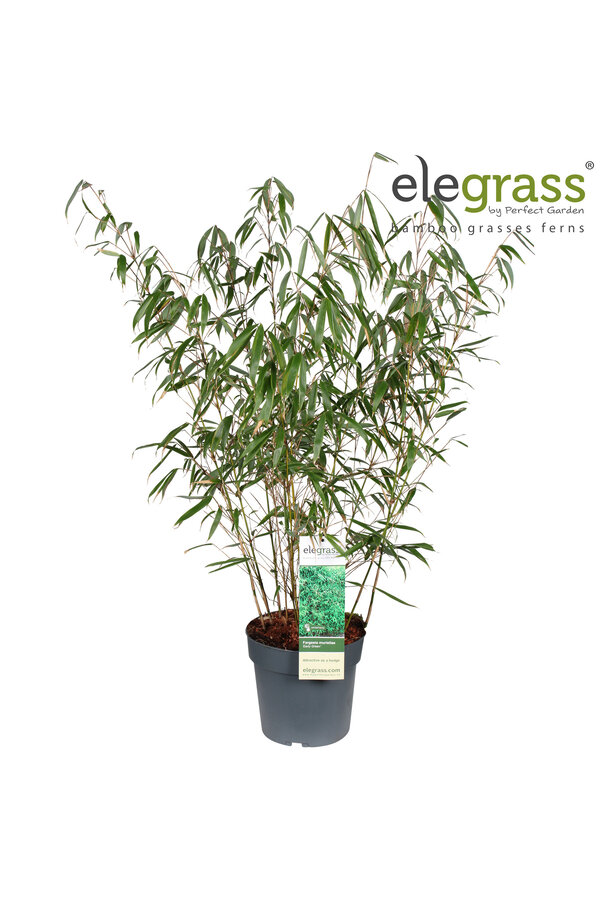 Fargesia murieliae Early Green P23