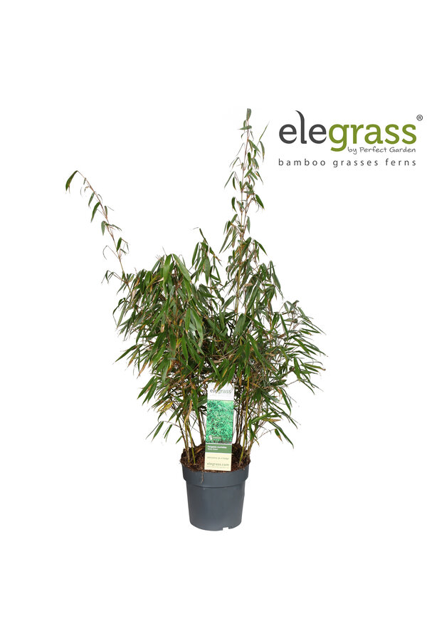 Fargesia murieliae Early Green P23