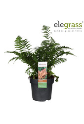 Fougère Koidzumiana