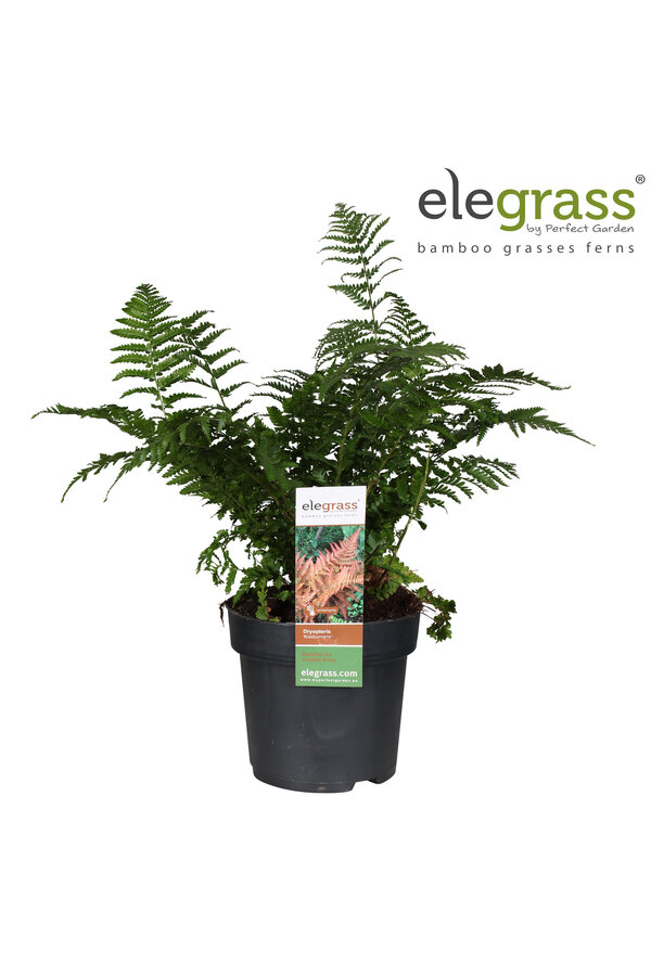 Fougère Koidzumiana