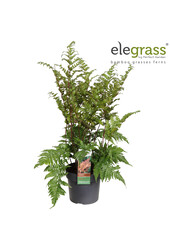 Fougère Koidzumiana