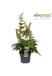 Fougère Koidzumiana