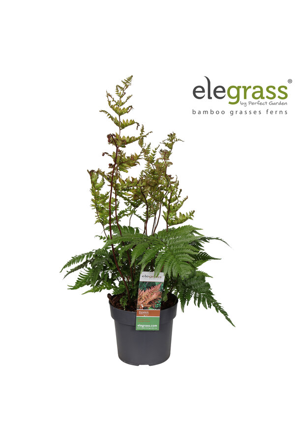 Fougère Koidzumiana