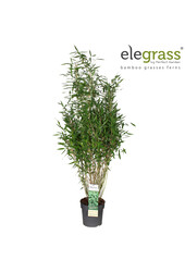 Fargesia murieliae Light Green P23