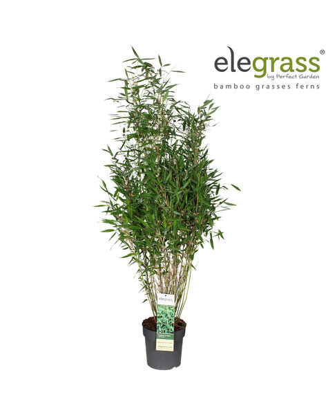 Fargesia murieliae Light Green P23