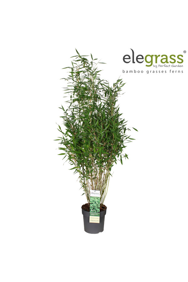 Fargesia murieliae Light Green P23