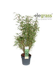 Fargesia murieliae Light Green P23