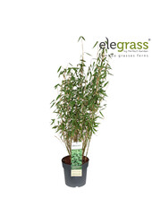 Fargesia murieliae Light Green P23