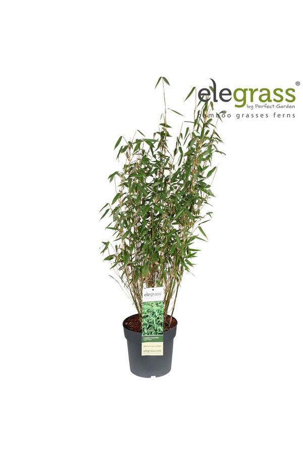 Fargesia murieliae Light Green P23