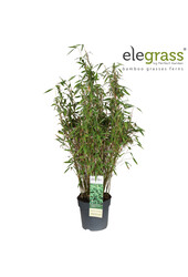 Fargesia murieliae Light Green P23