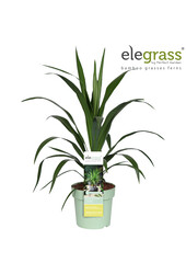 Cordyline Emerald Star P23