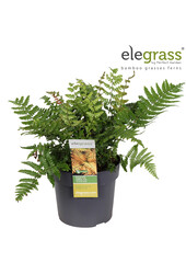 Fougère mâle Jurassic Gold