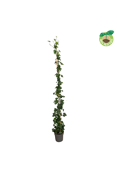 Hedera hibernica P21