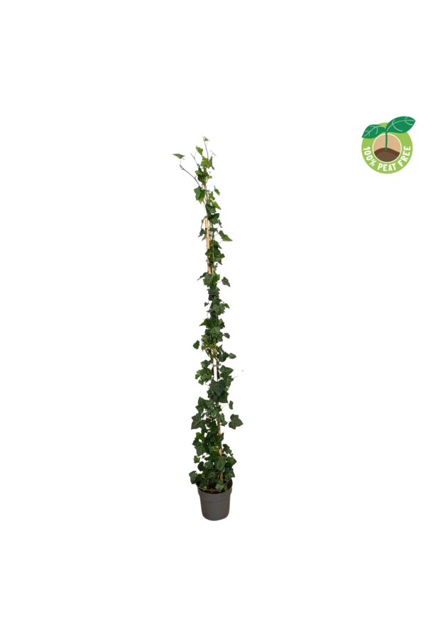 Hedera hibernica P21
