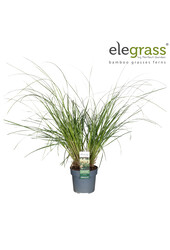 Herbe de la Pampa Tiny Pampa