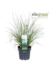 Pampasgras Tiny Pampa