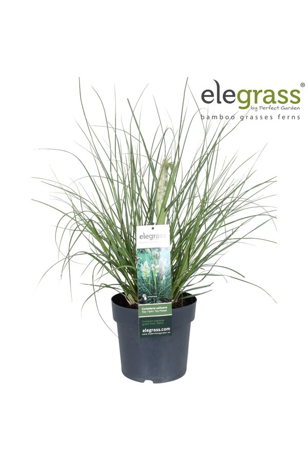 Herbe de la Pampa Tiny Pampa