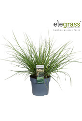 Herbe de la Pampa Tiny Pampa