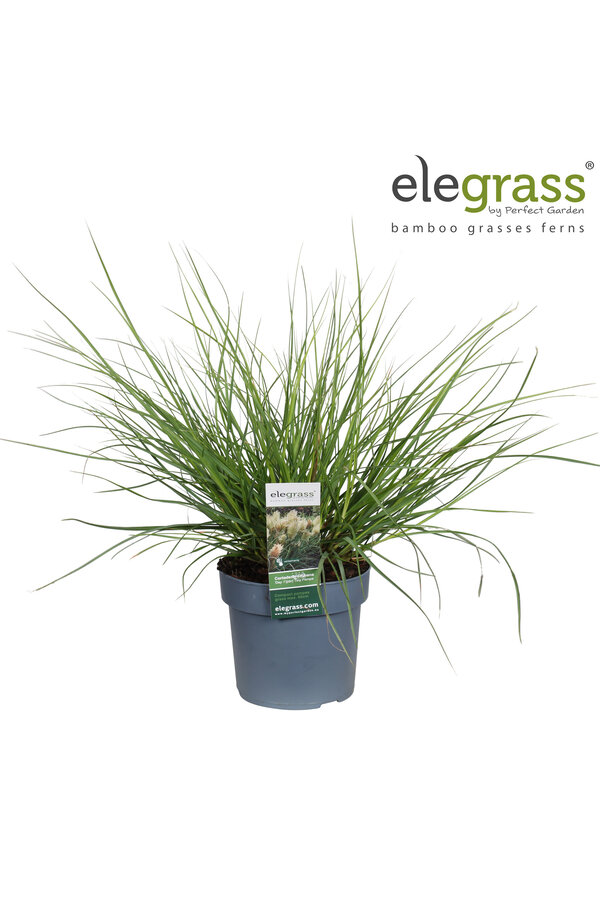 Herbe de la Pampa Tiny Pampa